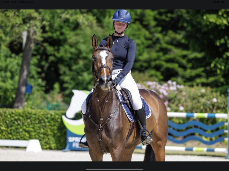 Caballo de Holstein Yegua 7 años 173 cm Castaño oscuro in Sch&#xFC;lp bei Nortorf
