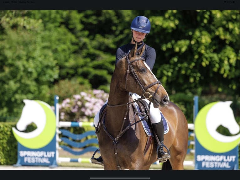 Caballo de Holstein Yegua 7 años 173 cm Castaño oscuro in Sch&#xFC;lp bei Nortorf