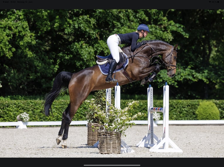 Caballo de Holstein Yegua 7 años 173 cm Castaño oscuro in Sch&#xFC;lp bei Nortorf