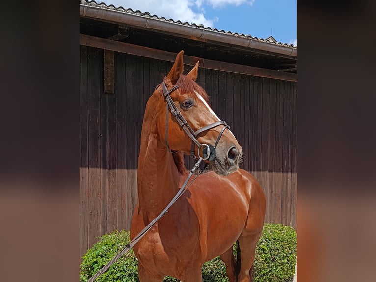 Caballo de Holstein Yegua 7 años 174 cm Alazán in Chieming