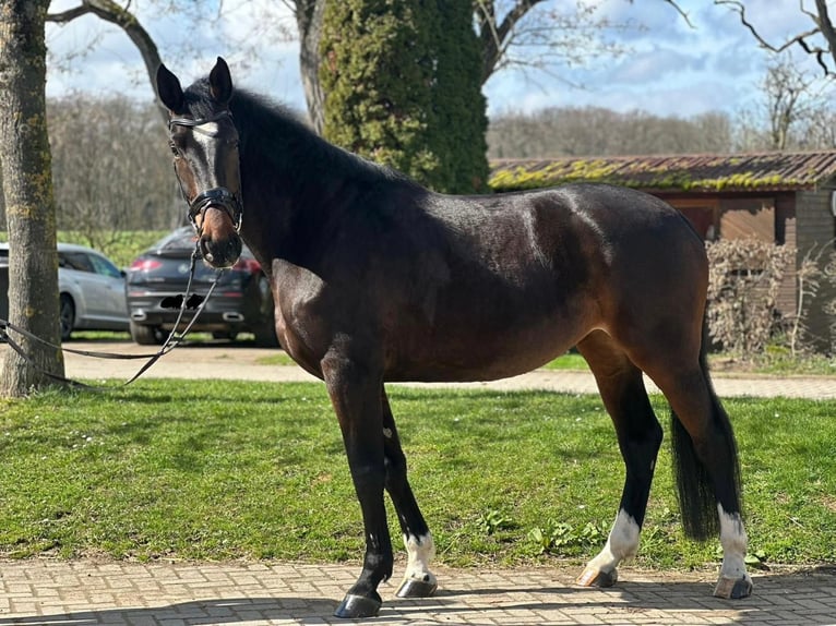 Caballo de Holstein Yegua 7 años 174 cm Castaño oscuro in Hanau