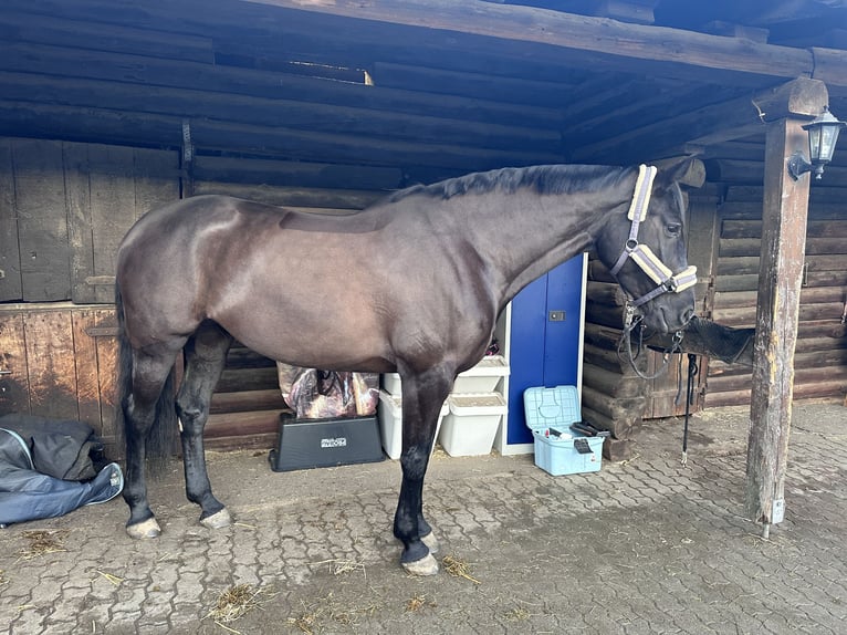 Caballo de Holstein Yegua 7 años 175 cm Morcillo in Halstenbek