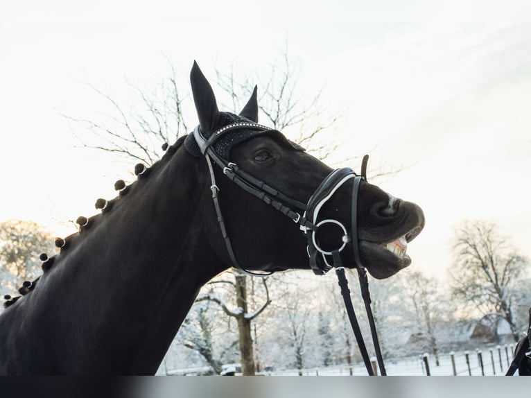 Caballo de Holstein Yegua 7 años 175 cm Morcillo in Halstenbek