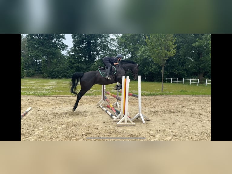 Caballo de Holstein Yegua 7 años 175 cm Morcillo in Halstenbek