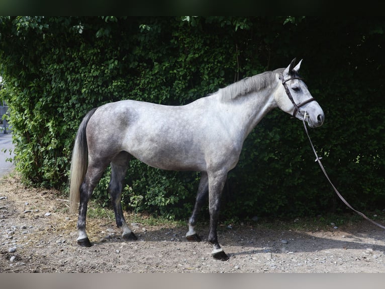 Caballo de Holstein Yegua 7 años 175 cm Tordo in Dielsdorf