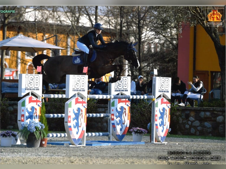 Caballo de Holstein Yegua 7 años Morcillo in Herxheim bei Landau/Pfalz