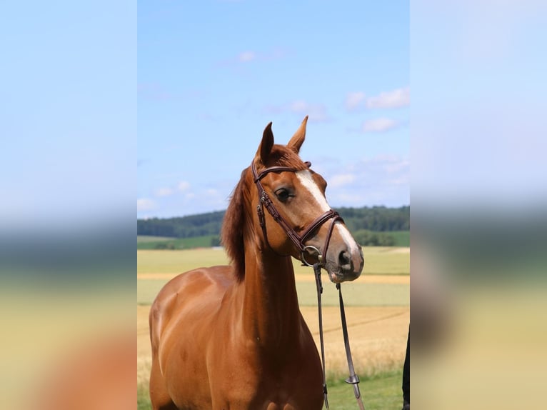 Caballo de Holstein Yegua 8 años 161 cm Alazán in Haag in Oberbayern