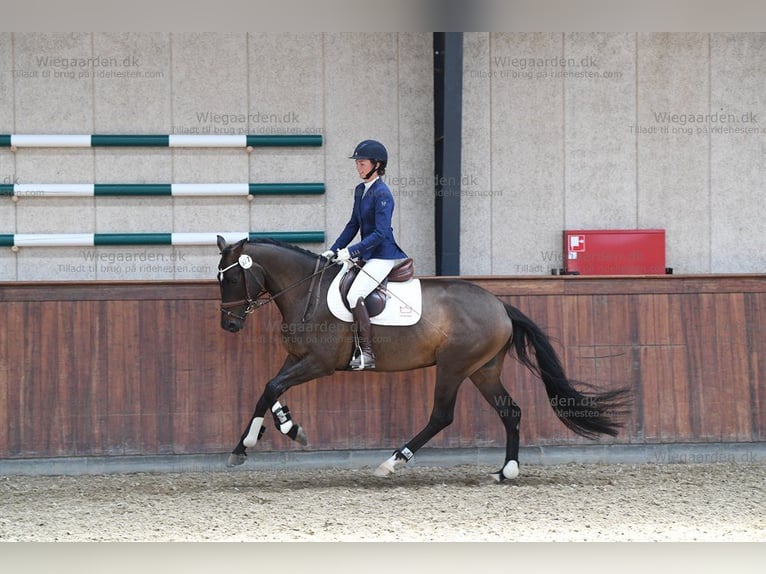 Caballo de Holstein Yegua 8 años 162 cm Castaño in Christiansfeld