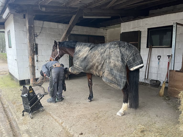 Caballo de Holstein Yegua 8 años 164 cm Castaño in Hessisch Lichtenau