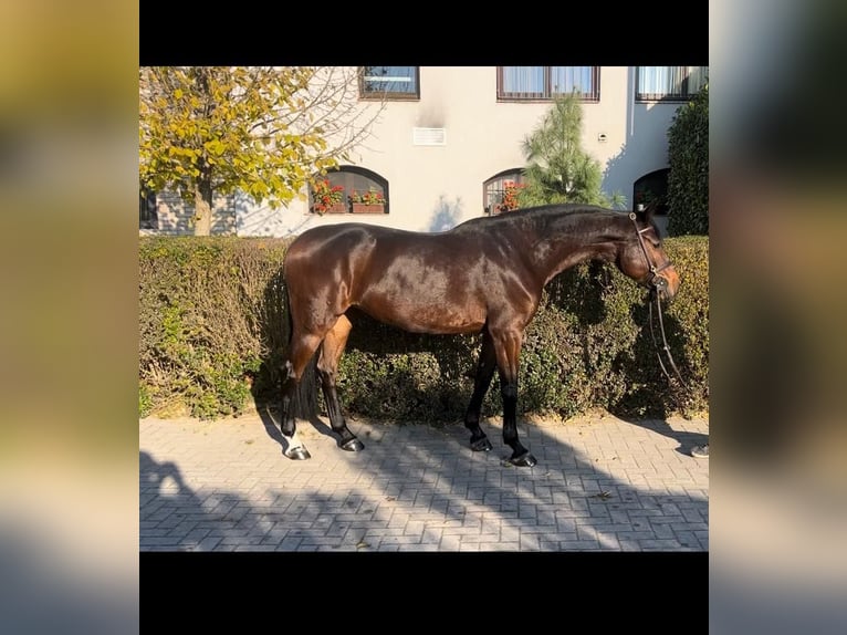 Caballo de Holstein Yegua 8 años 165 cm Castaño rojizo in Tabajd