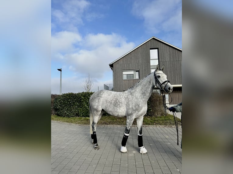 Caballo de Holstein Yegua 8 años 165 cm Tordo rodado in Heilbronn