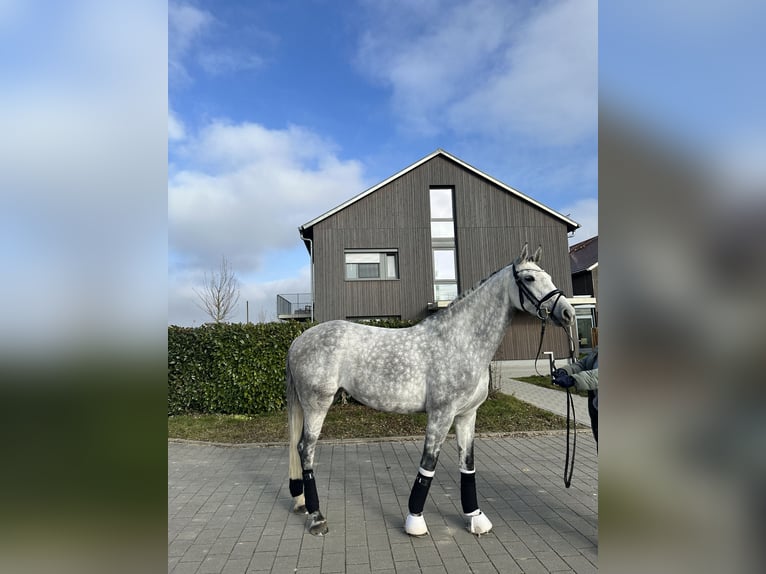 Caballo de Holstein Yegua 8 años 165 cm Tordo rodado in Heilbronn