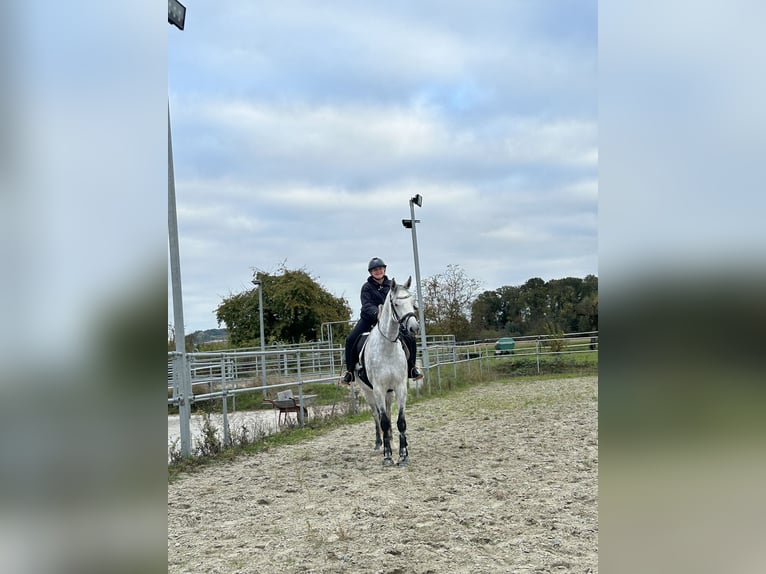 Caballo de Holstein Yegua 8 años 165 cm Tordo rodado in Heilbronn