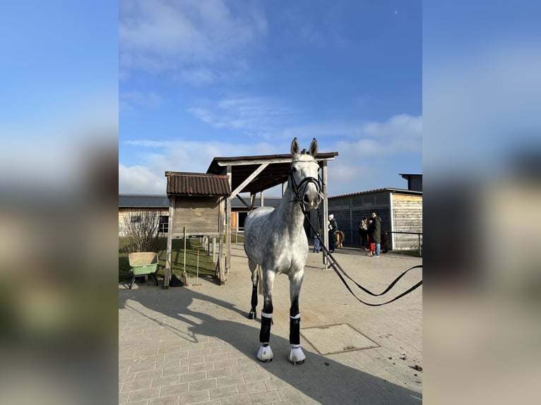 Caballo de Holstein Yegua 8 años 165 cm Tordo rodado in Heilbronn