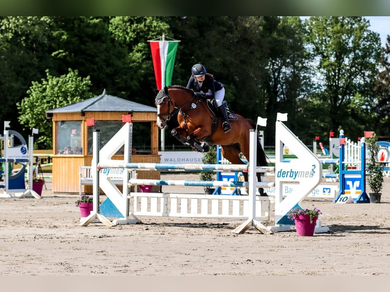 Caballo de Holstein Yegua 8 años 166 cm  in Münster