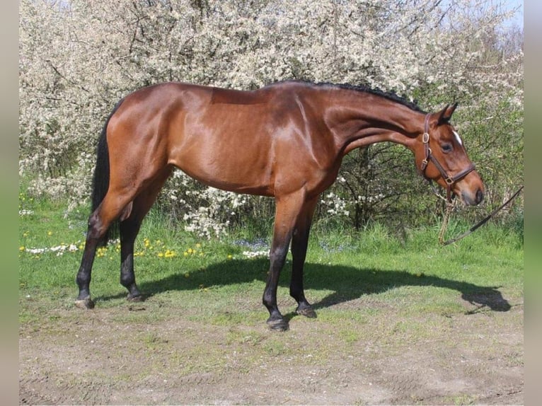 Caballo de Holstein Yegua 8 años 166 cm Castaño in Saint Étienne Sur Chalaronne