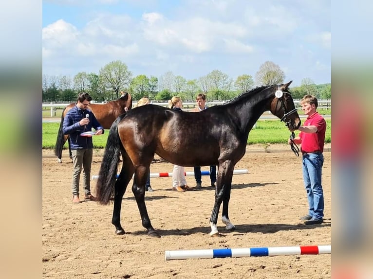 Caballo de Holstein Yegua 8 años 167 cm Castaño oscuro in Reinfeld