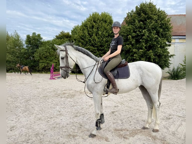 Caballo de Holstein Yegua 8 años 168 cm Tordo in Pelmberg