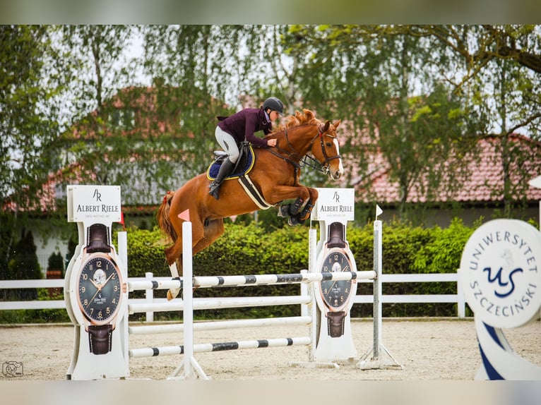 Caballo de Holstein Yegua 8 años 169 cm Alazán in Kwidzyn