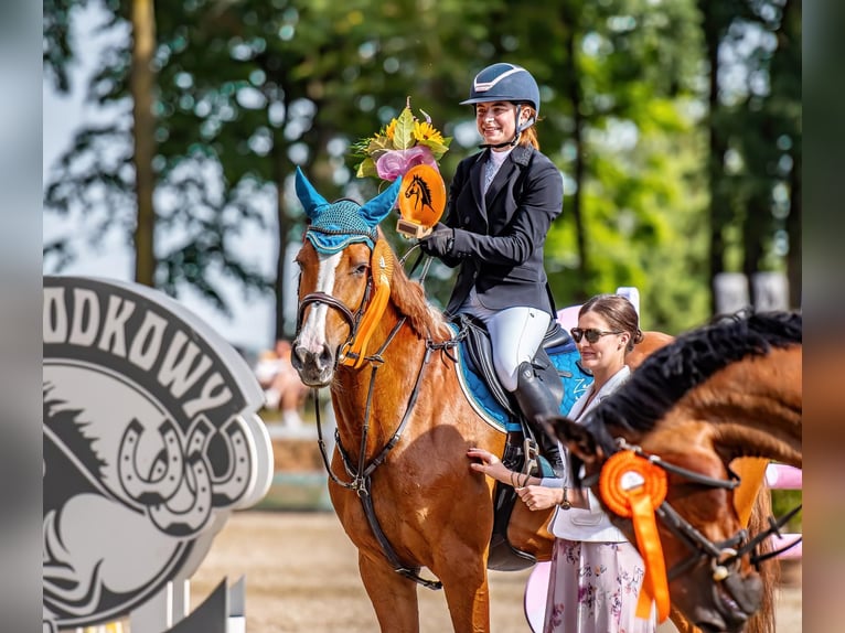 Caballo de Holstein Yegua 8 años 169 cm Alazán in Kwidzyn