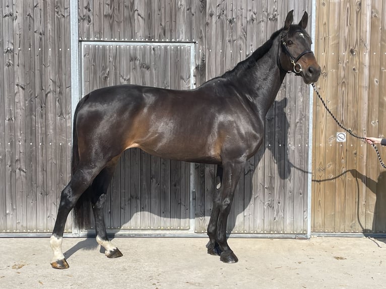 Caballo de Holstein Yegua 8 años 170 cm  in GROTE-BROGEL