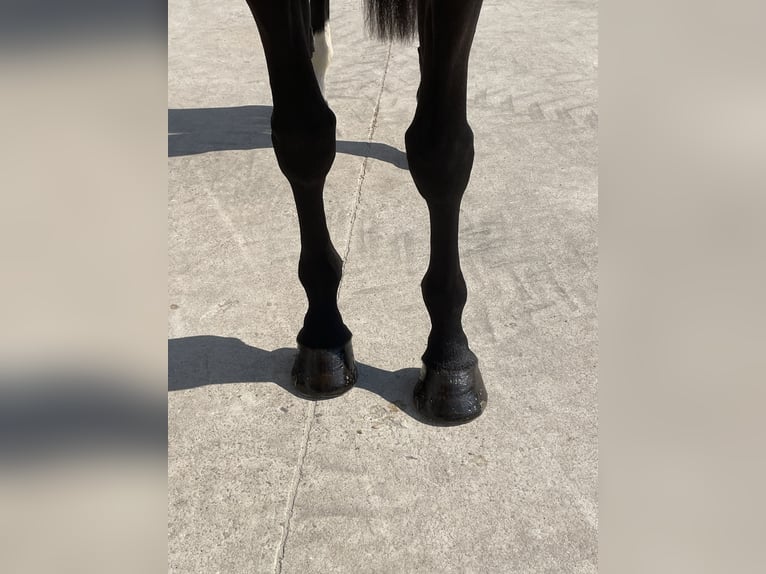 Caballo de Holstein Yegua 8 años 170 cm  in GROTE-BROGEL