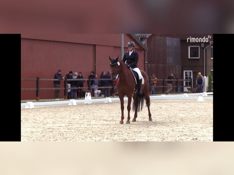 Caballo de Holstein Yegua 8 años 172 cm Alazán in Silberstedt