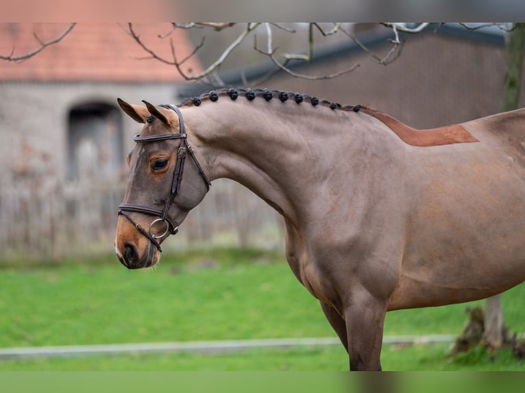 Caballo de Holstein Yegua 8 años 174 cm Castaño in Wijchmaal