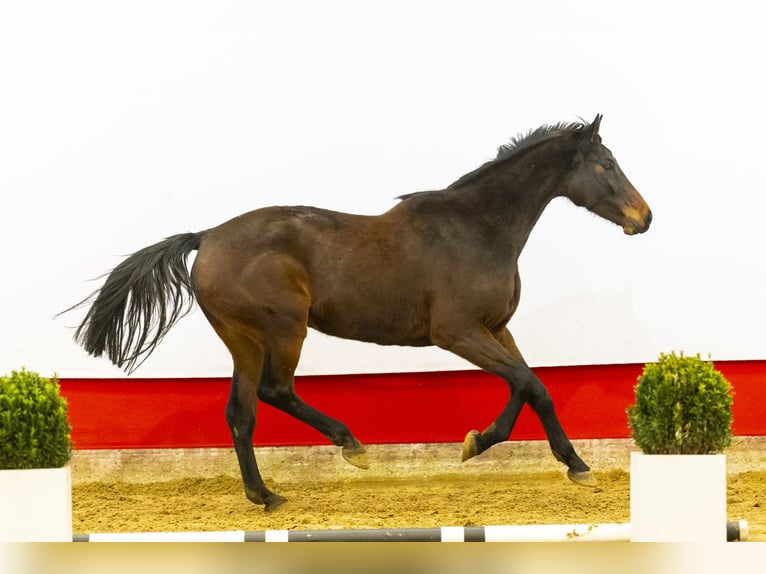 Caballo de Holstein Yegua 8 años 174 cm Castaño oscuro in Waddinxveen