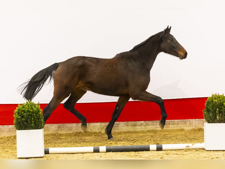 Caballo de Holstein Yegua 8 años 174 cm Castaño oscuro in Waddinxveen