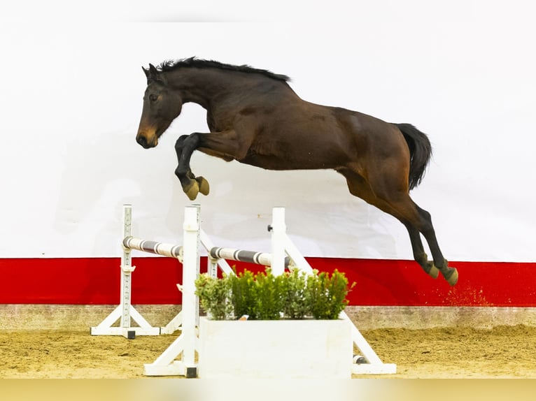 Caballo de Holstein Yegua 8 años 174 cm Castaño oscuro in Waddinxveen