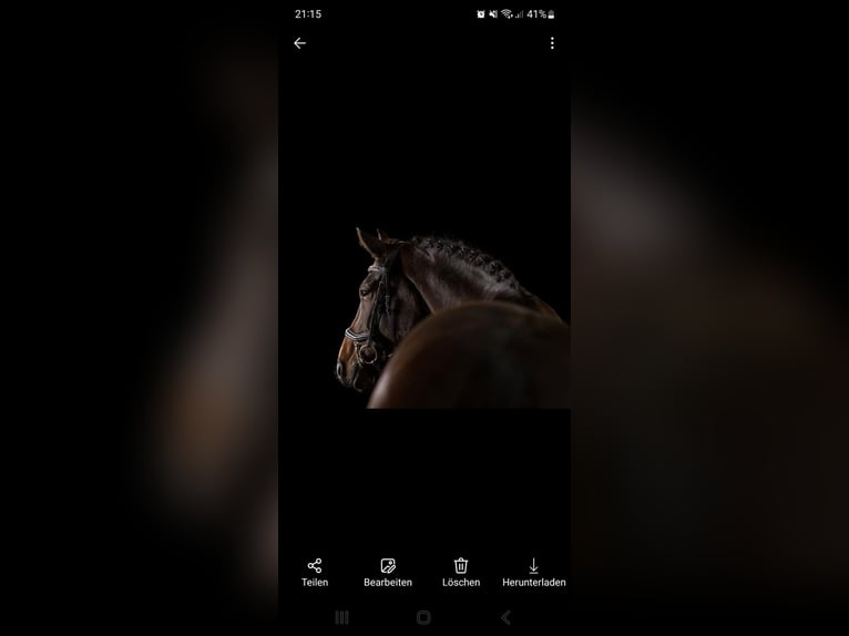 Caballo de Holstein Yegua 9 años 159 cm Castaño oscuro in Hamburg Iserbrook