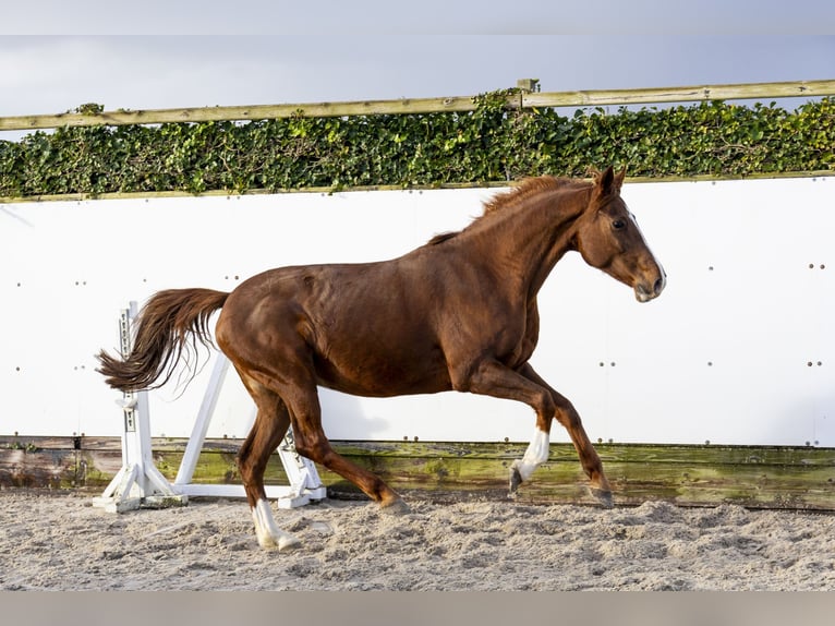 Caballo de Holstein Yegua 9 años 160 cm Alazán in Waddinxveen