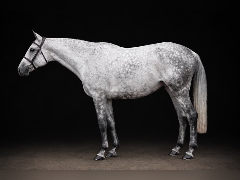 Caballo de Holstein Yegua 9 años 162 cm Tordo in Zülpich