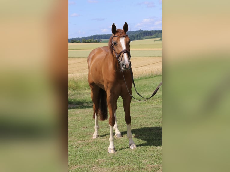 Caballo de Holstein Yegua 9 años 164 cm Alazán in Erharting