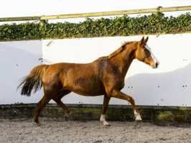 Caballo de Holstein Yegua 9 años 165 cm Alazán in Waddinxveen