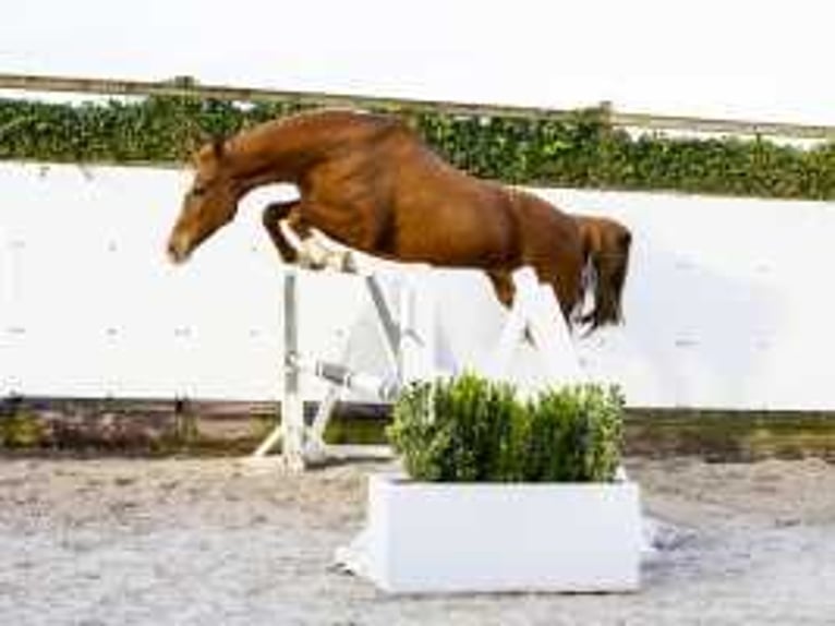 Caballo de Holstein Yegua 9 años 165 cm Alazán in Waddinxveen