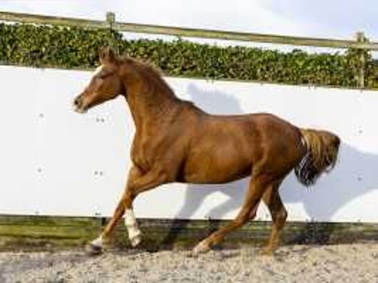 Caballo de Holstein Yegua 9 años 165 cm Alazán in Waddinxveen