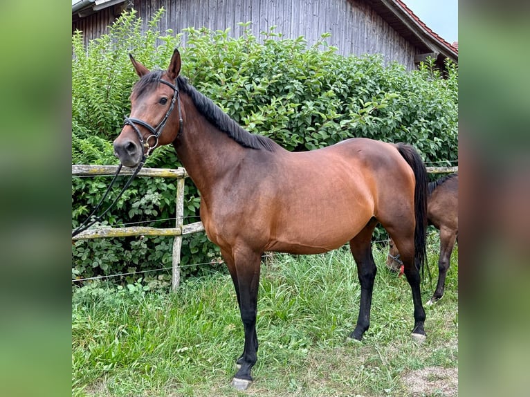 Caballo de Holstein Yegua 9 años 167 cm Castaño in Adlkofen