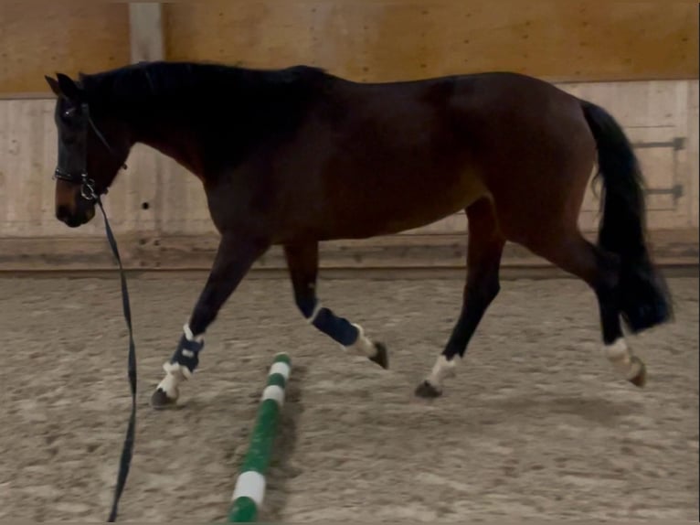 Caballo de Holstein Yegua 9 años 168 cm Castaño in Lindenberg im Allgäu