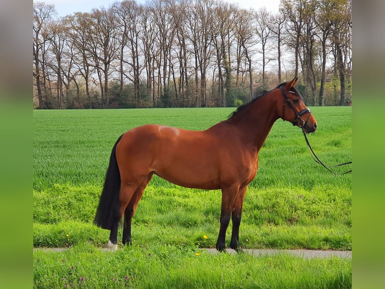 Caballo de Holstein Yegua 9 años 168 cm Castaño in Lohne (Oldenburg)