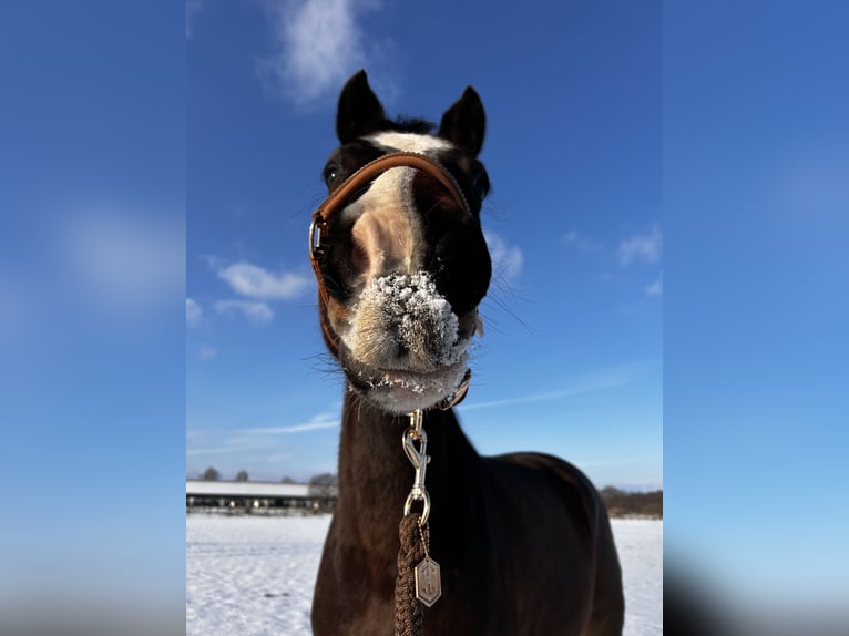 Caballo de Holstein Yegua 9 años 168 cm Castaño oscuro in Schwielowsee