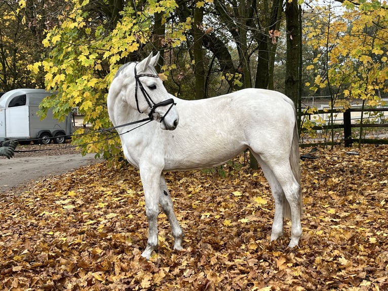 Caballo de Holstein Yegua 9 años 168 cm Tordo in Nienburg (Weser)