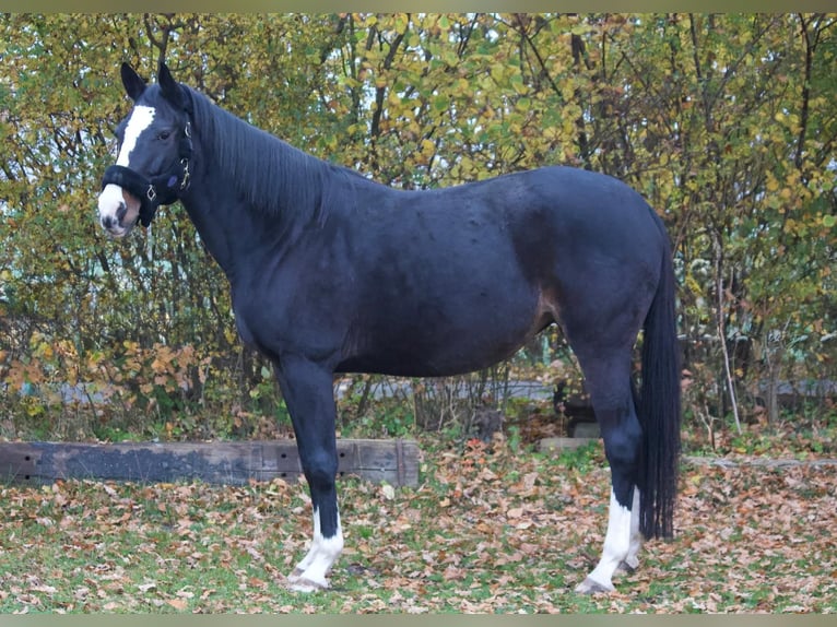 Caballo de Holstein Yegua 9 años 169 cm Castaño oscuro in Tremsb&#xFC;ttel