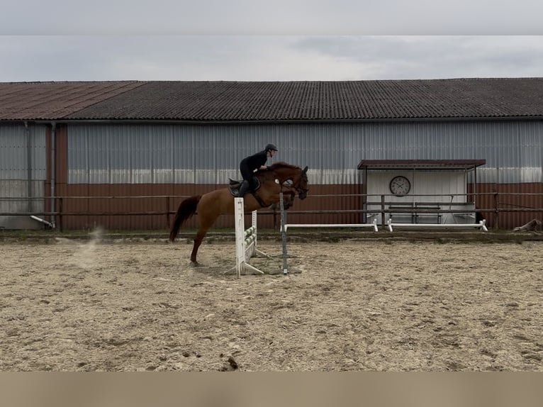 Caballo de Holstein Yegua 9 años 172 cm Alazán in Gevelsberg
