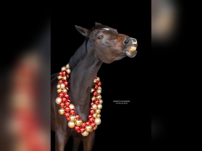 Caballo de Holstein Yegua 9 años 173 cm Castaño oscuro in Ludwigshafen am Rhein
