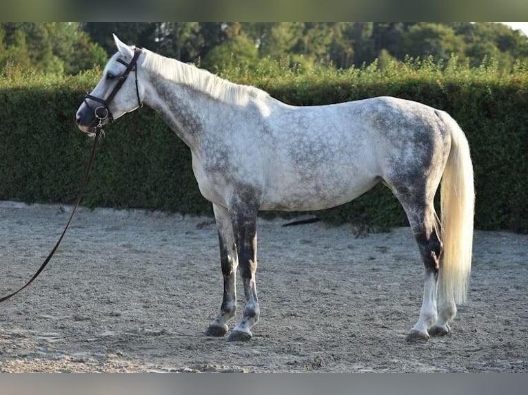 Caballo de Holstein Yegua 9 años 173 cm Tordo in Riet (Neftenbach)