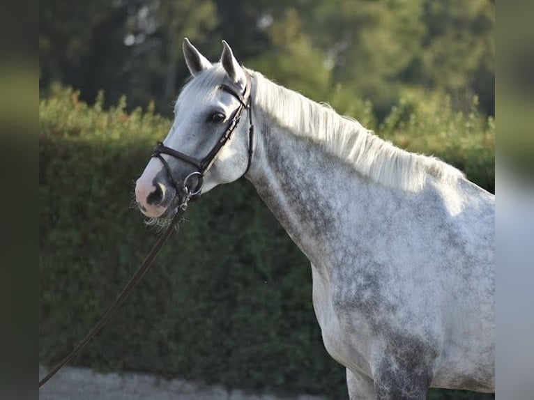 Caballo de Holstein Yegua 9 años 173 cm Tordo in Riet (Neftenbach)