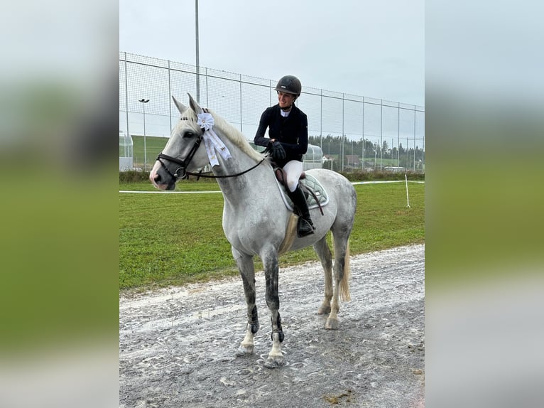 Caballo de Holstein Yegua 9 años 173 cm Tordo in Riet (Neftenbach)