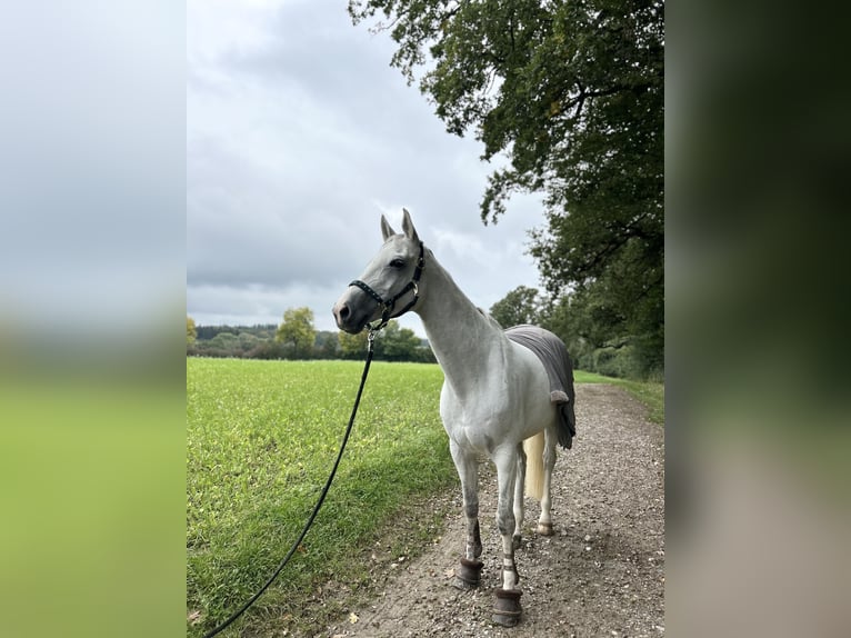 Caballo de Holstein Yegua 9 años 175 cm Tordo in Ammersee